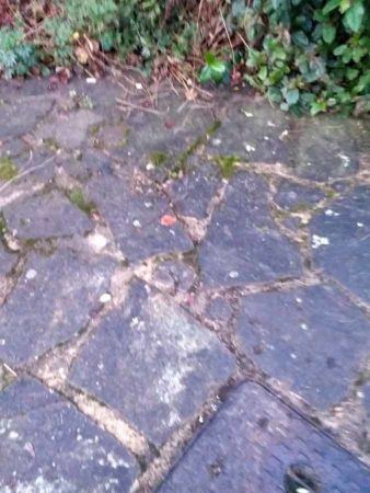 Tree Roots Damaging Paving